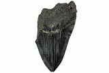 Partial Fossil Megalodon Tooth - Huge Tooth #310020-1